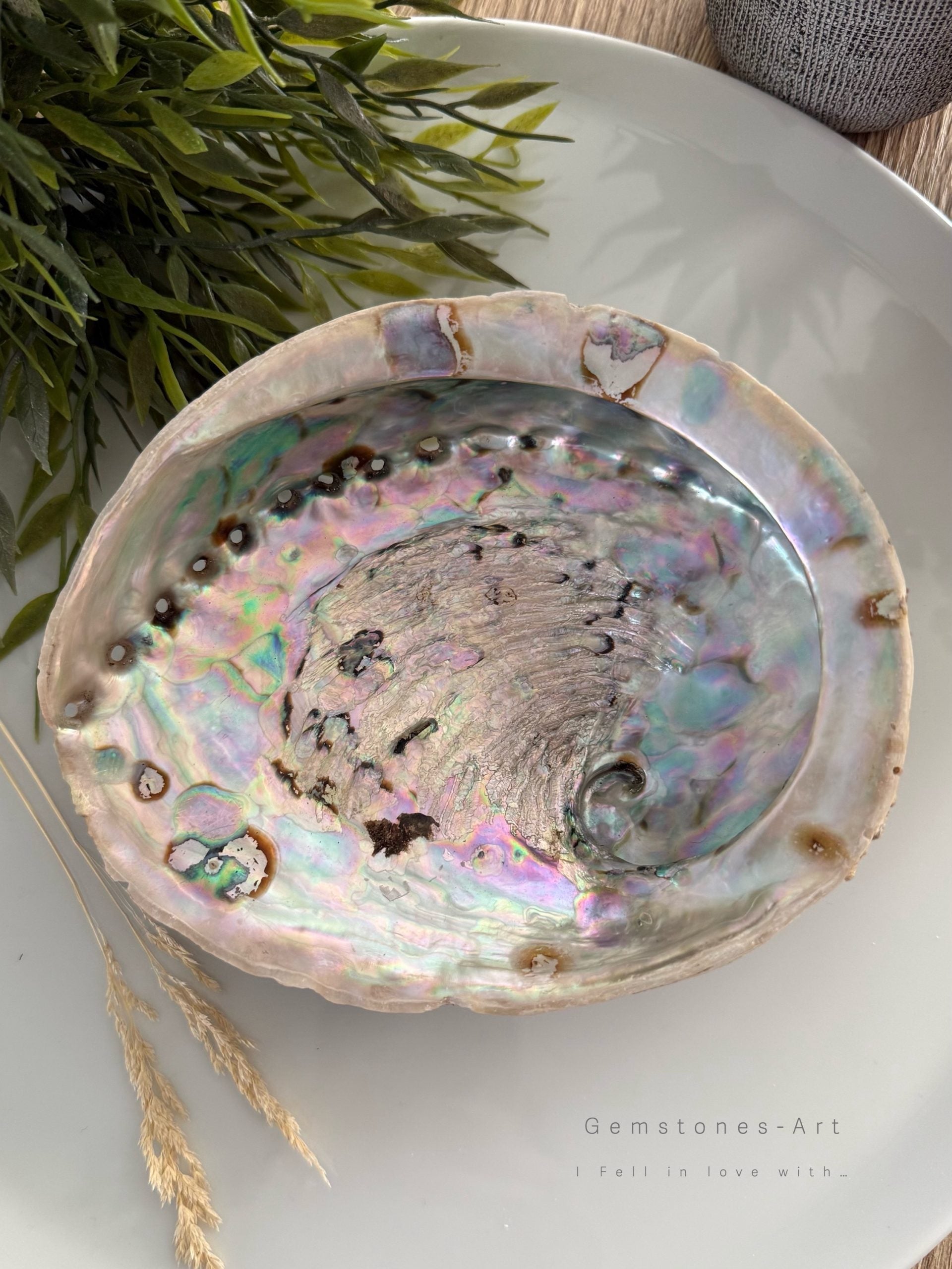 Abalone shell ( extra groot) image 2