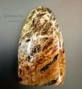 Oceaan Jaspis image 0