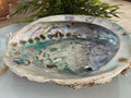 Abalone shell ( extra groot) image 0