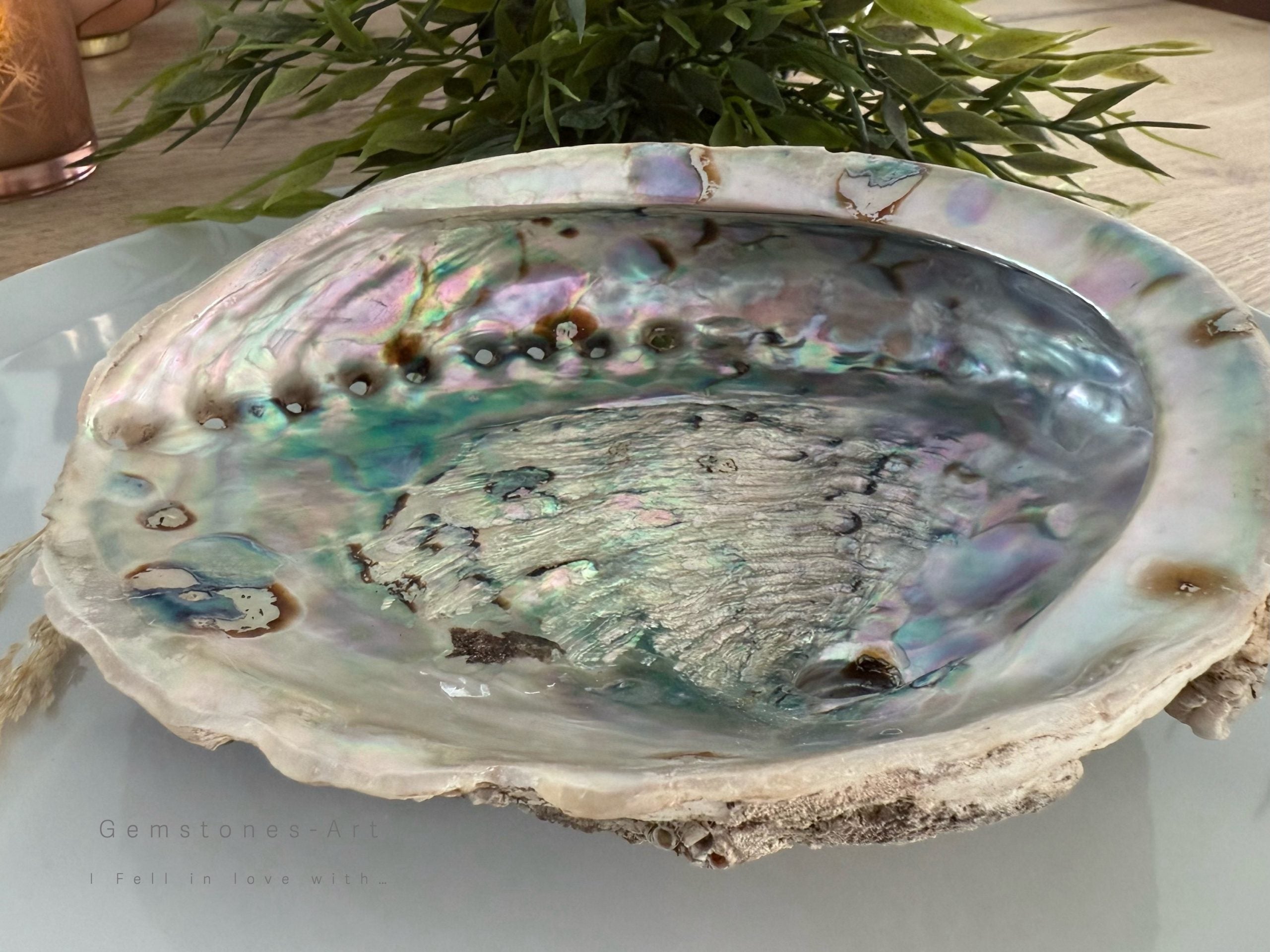 Abalone shell ( extra groot) image 0