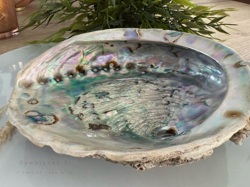Abalone shell ( extra groot) image 0