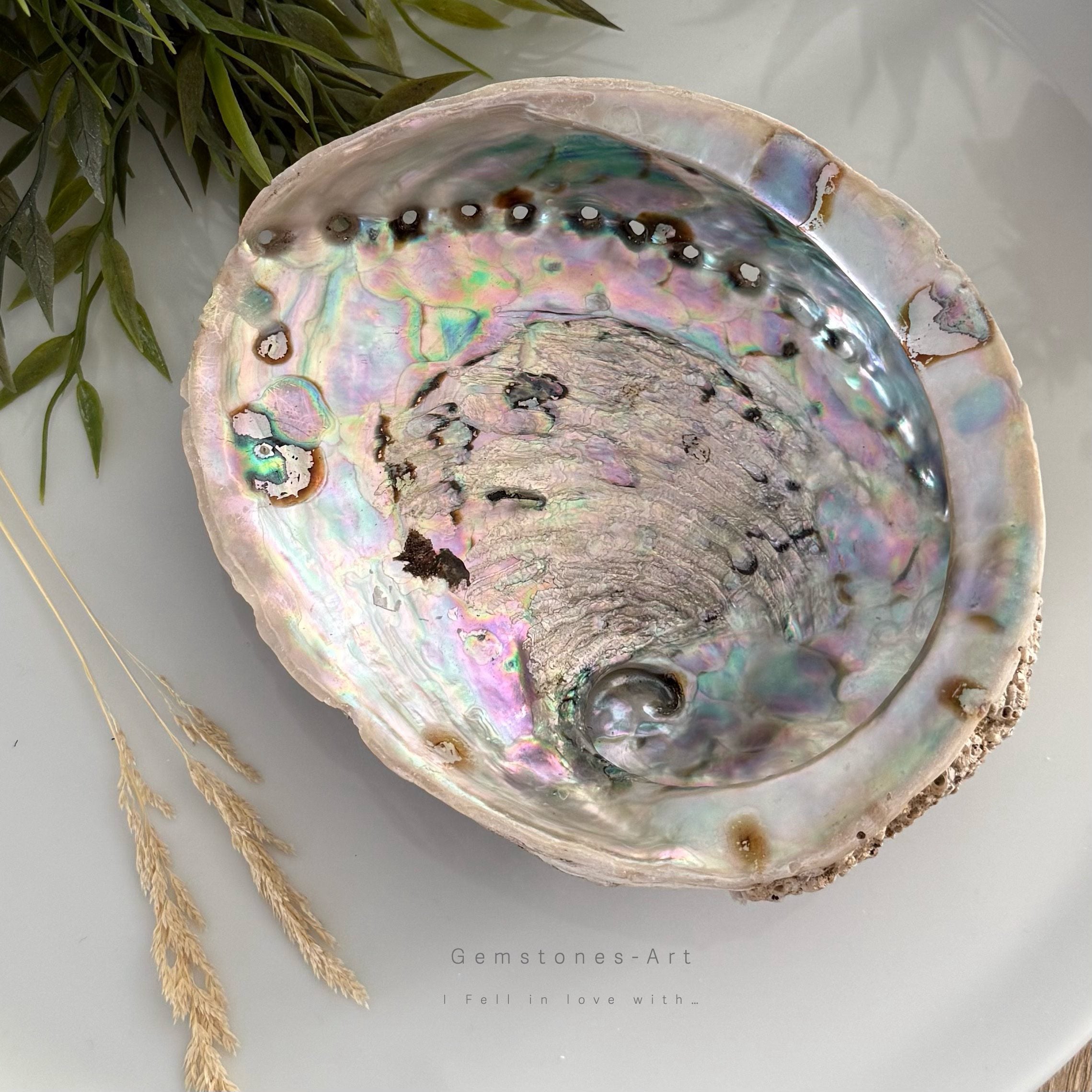 Abalone shell ( extra groot) image 1