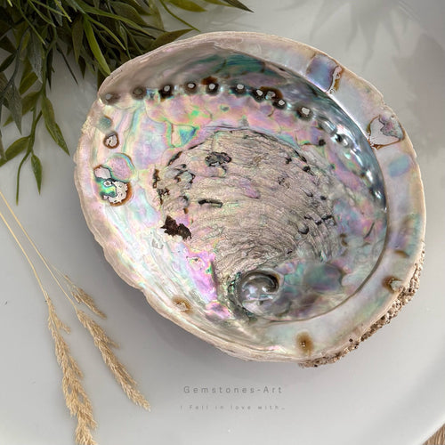 Abalone shell ( extra groot) image 1