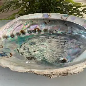 Abalone shell ( extra groot)